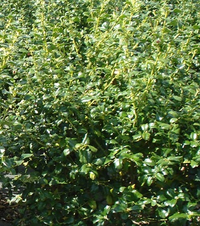 Blue Holly China Girl®